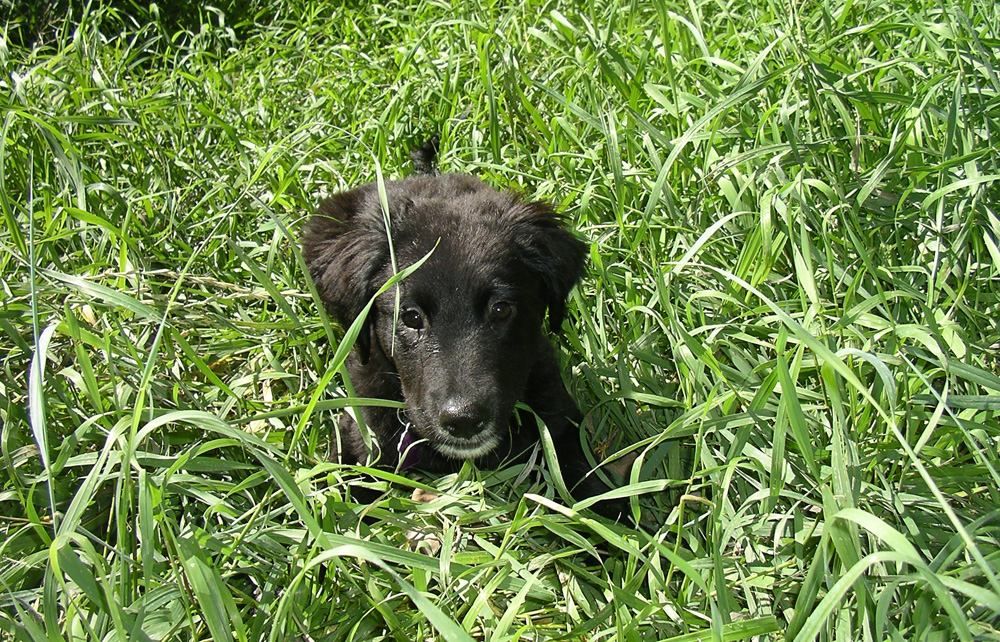 puppy tall grass